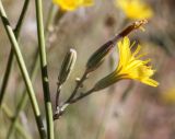 Chondrilla lejosperma. Соцветия на разных стадиях развития. Узбекистан, Ташкентская обл., отроги Чаткальского хр. в окр. г. Газалкент. 25.08.2012.