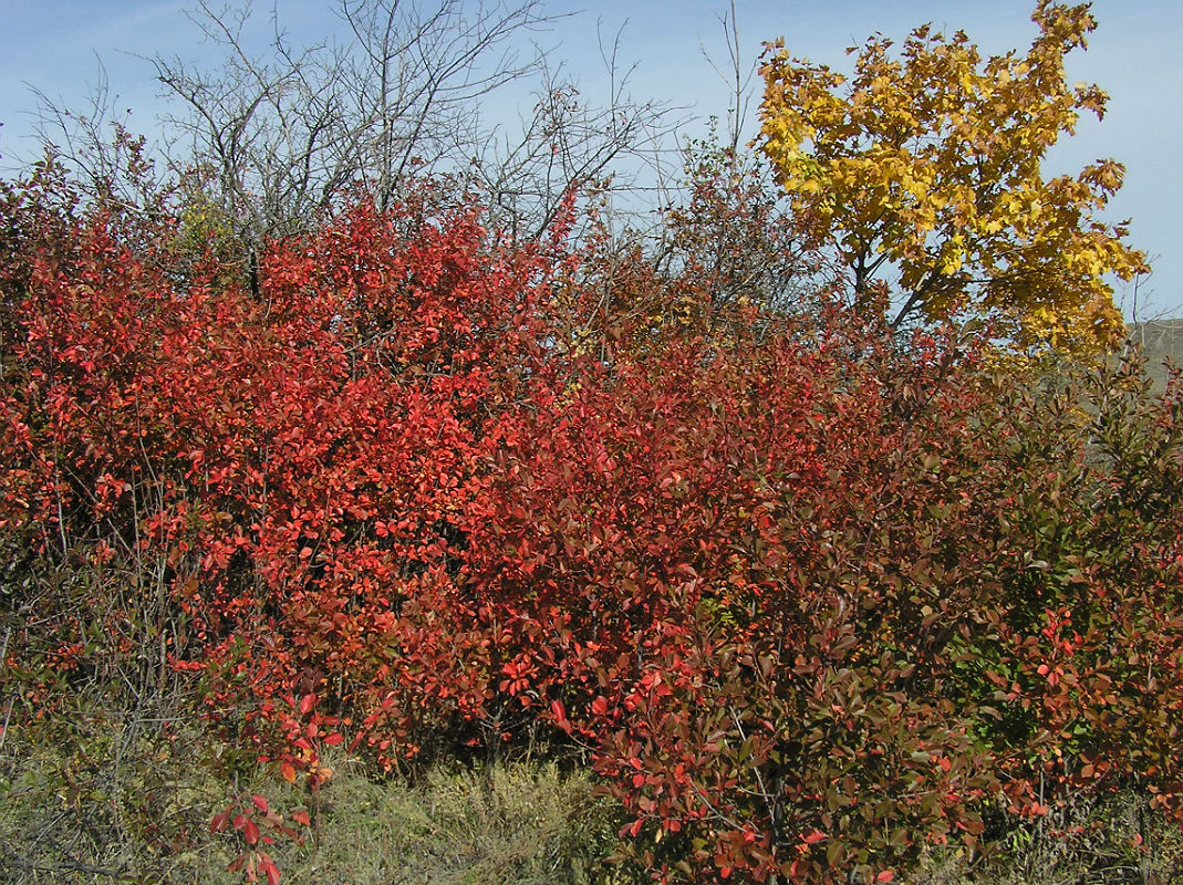 Image of Cerasus vulgaris specimen.