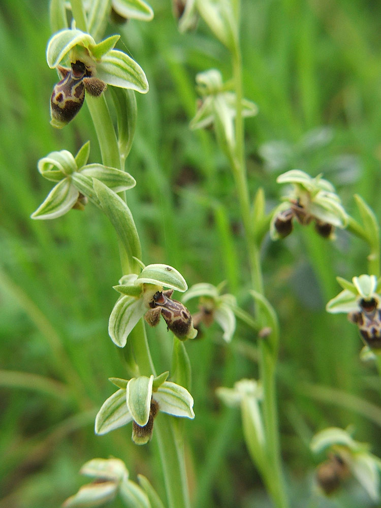 Изображение особи Ophrys umbilicata.