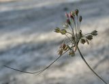 Allium tardiflorum. Верхушка побега с соцветием. Israel, Mount Carmel. Октябрь 2006 г.