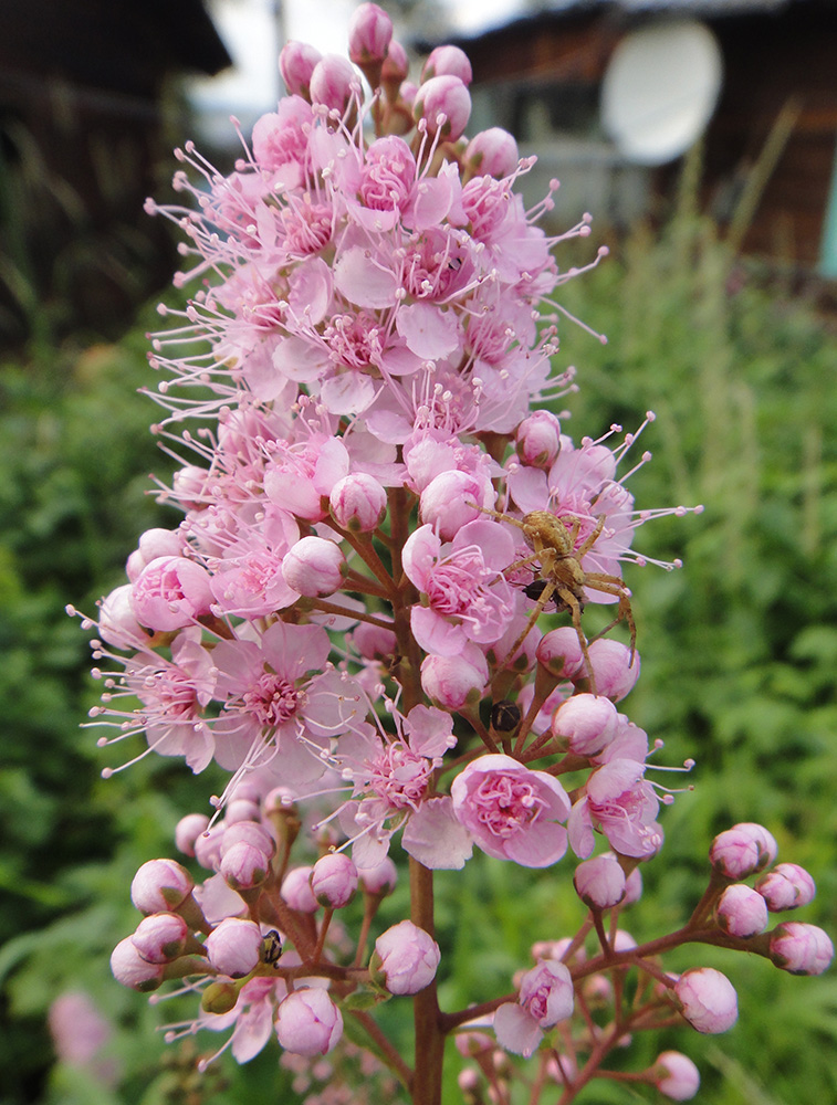 Image of Spiraea salicifolia specimen.