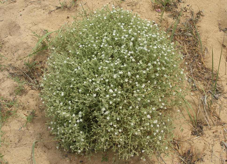 Image of Stellaria dichotoma specimen.