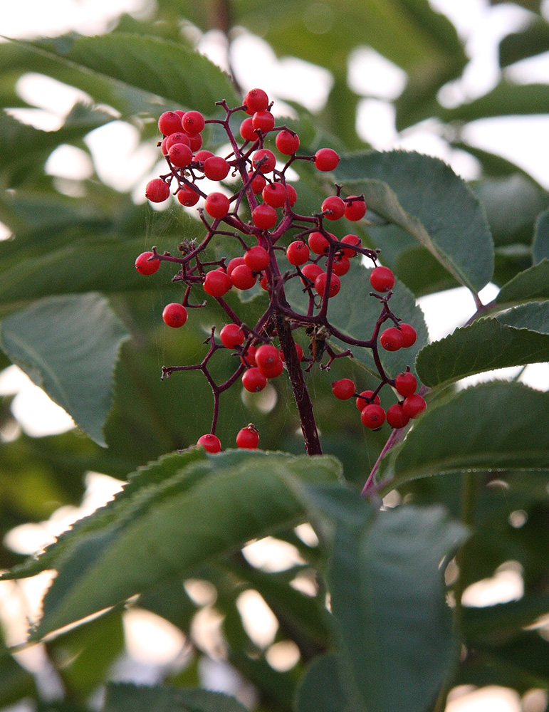 Изображение особи Sambucus manshurica.