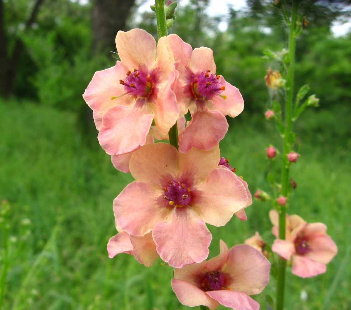 Image of Verbascum &times; rubiginosum specimen.