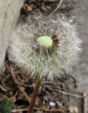 genus Taraxacum