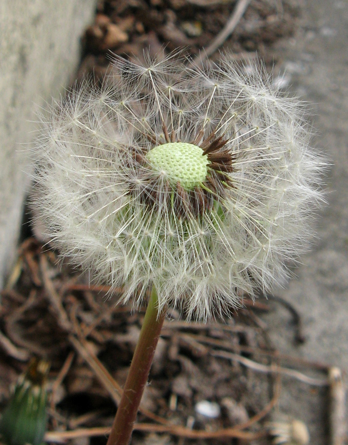 Изображение особи род Taraxacum.