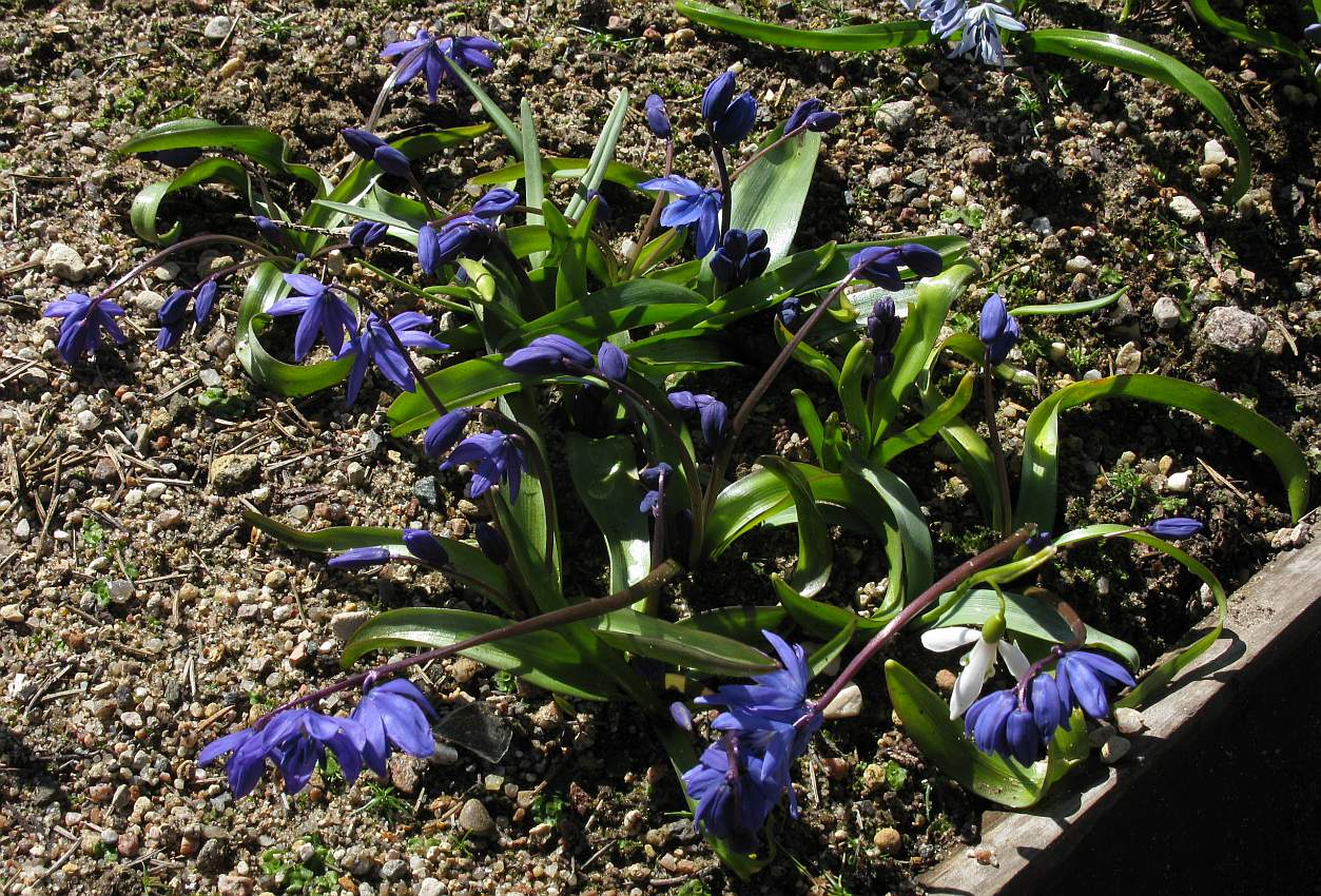 Image of Scilla siberica specimen.