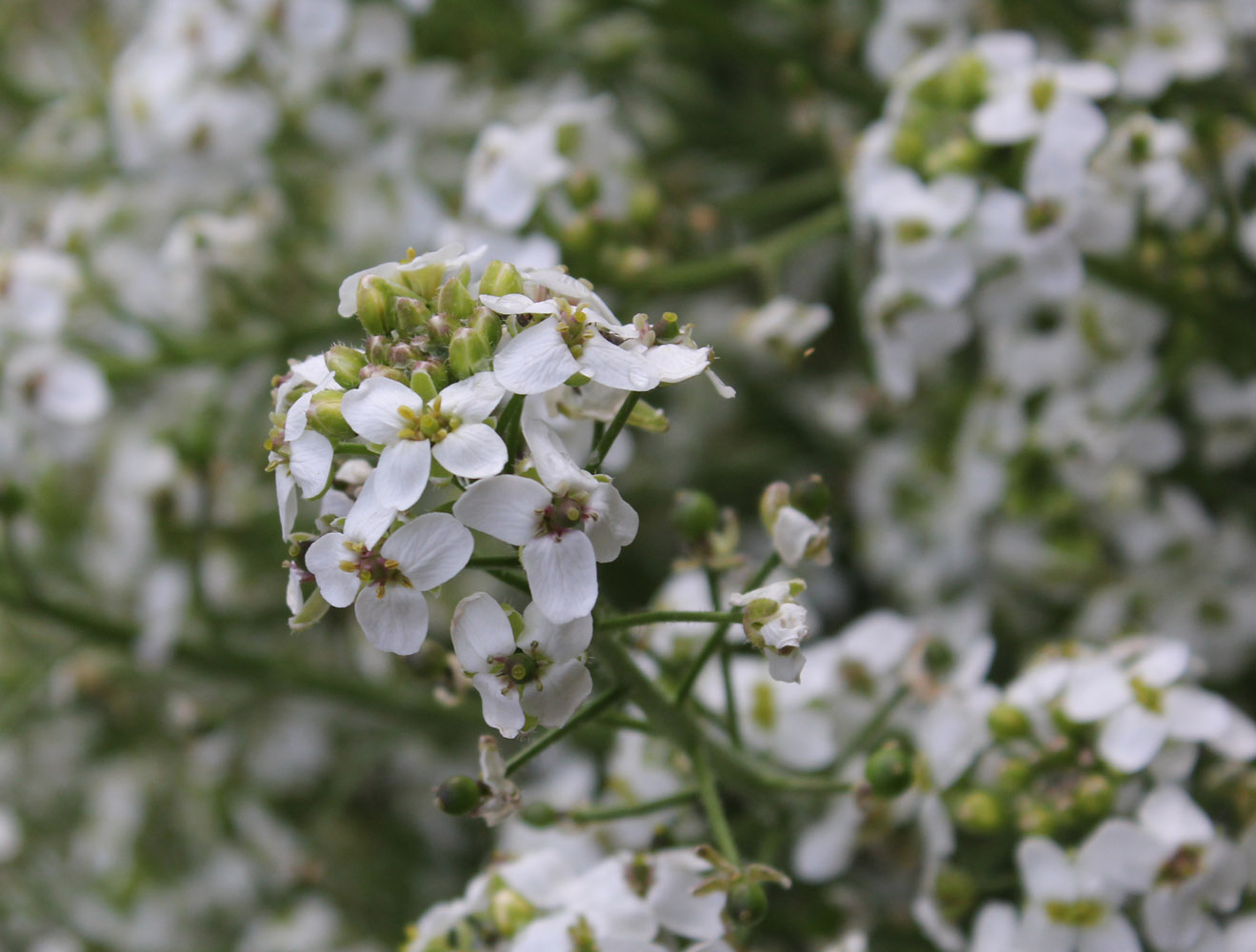 Image of genus Crambe specimen.