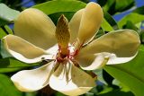 Magnolia hypoleuca. Цветок. Германия, г. Krefeld, Ботанический сад. 02.06.2013.