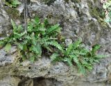 Ceterach officinarum. Растения на скале. Армения, Сюник, ущелье реки Воротан. 04.05.2013.