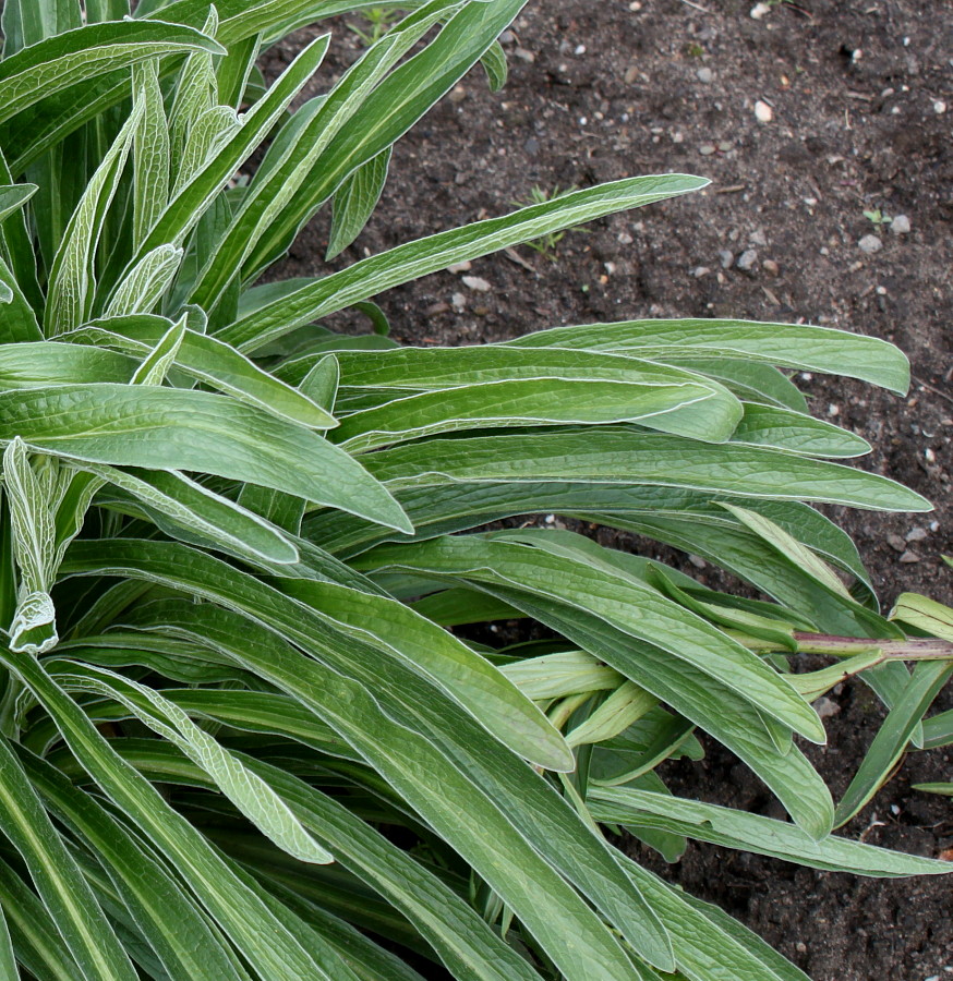 Image of Digitalis ferruginea specimen.