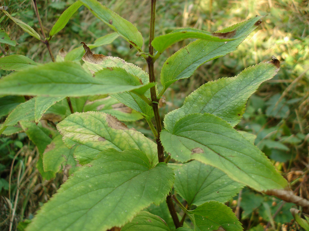 Изображение особи Scrophularia nodosa.