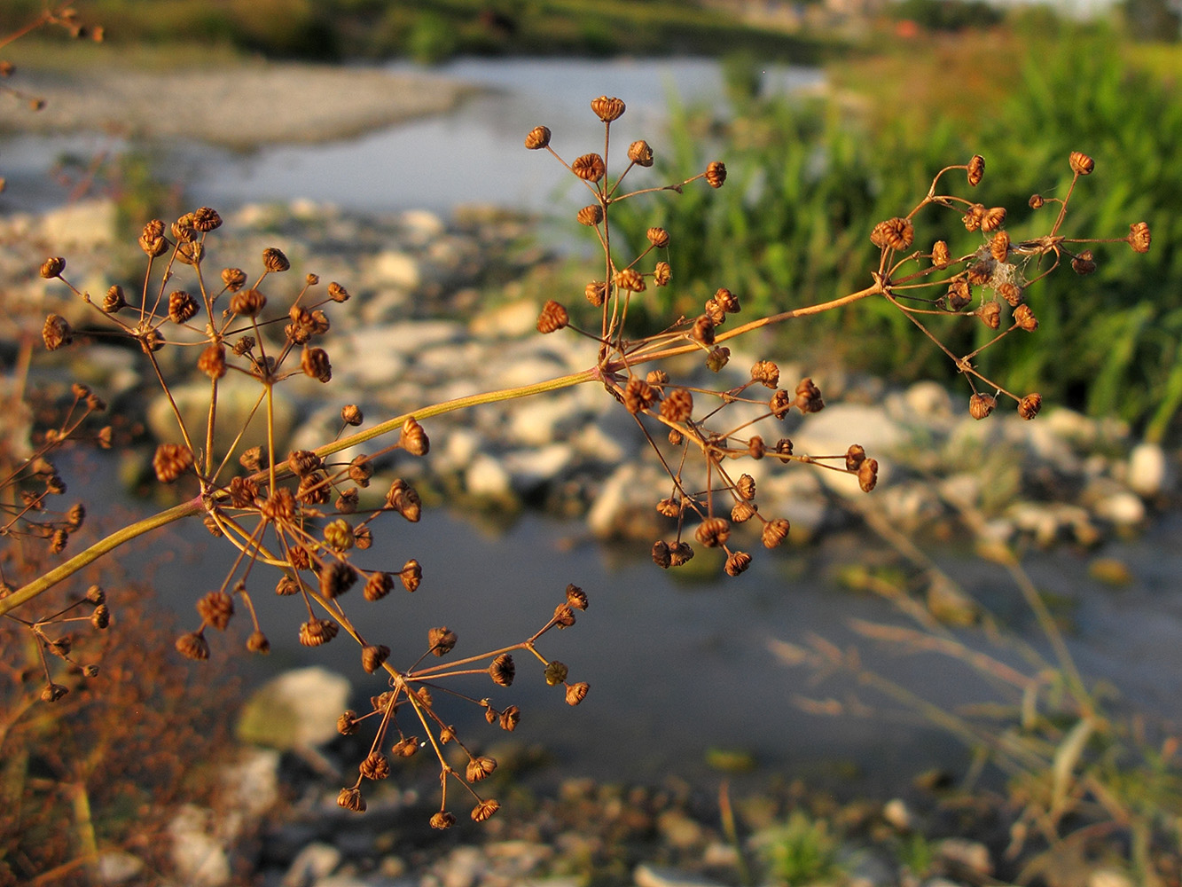 Image of Alisma plantago-aquatica specimen.