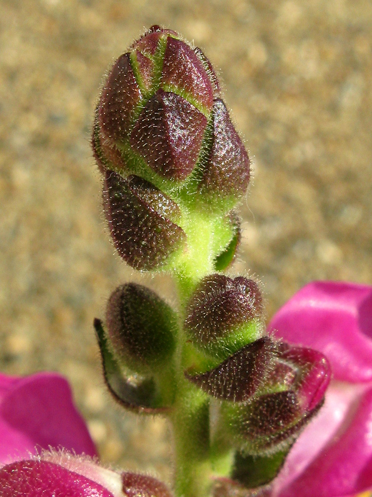 Изображение особи Antirrhinum majus.