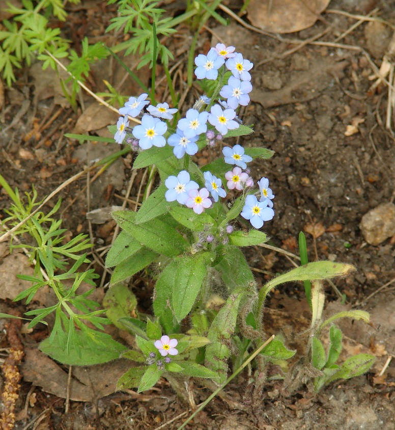 Image of genus Myosotis specimen.