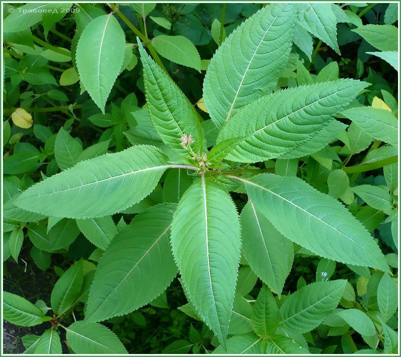 Image of Impatiens glandulifera specimen.