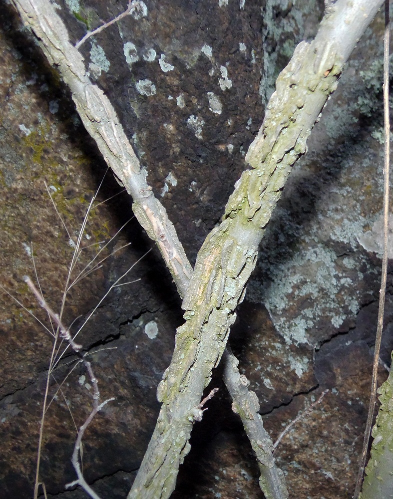 Изображение особи Euonymus verrucosus.