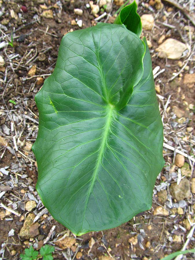 Image of genus Arum specimen.