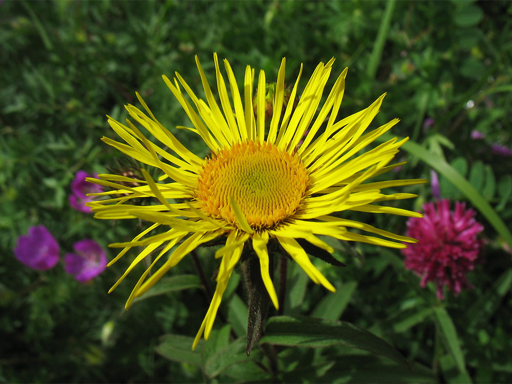 Image of Inula hirta specimen.