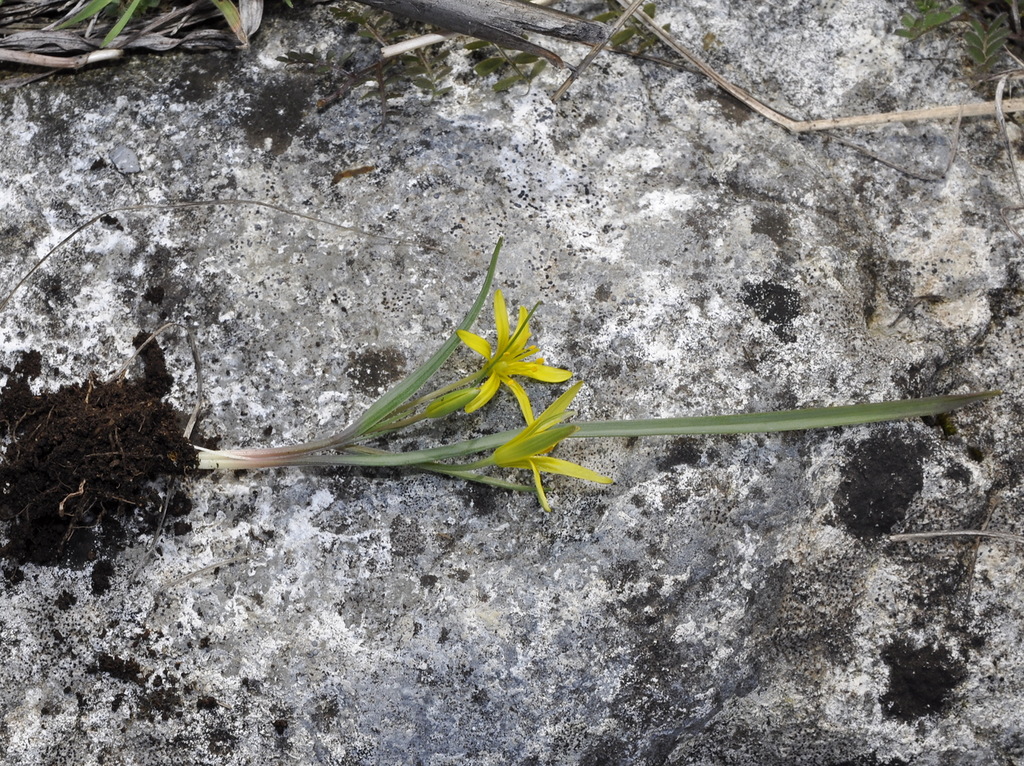 Image of genus Gagea specimen.