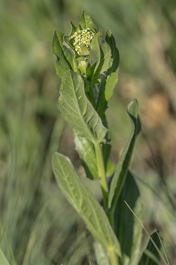 Image of Cardaria draba specimen.