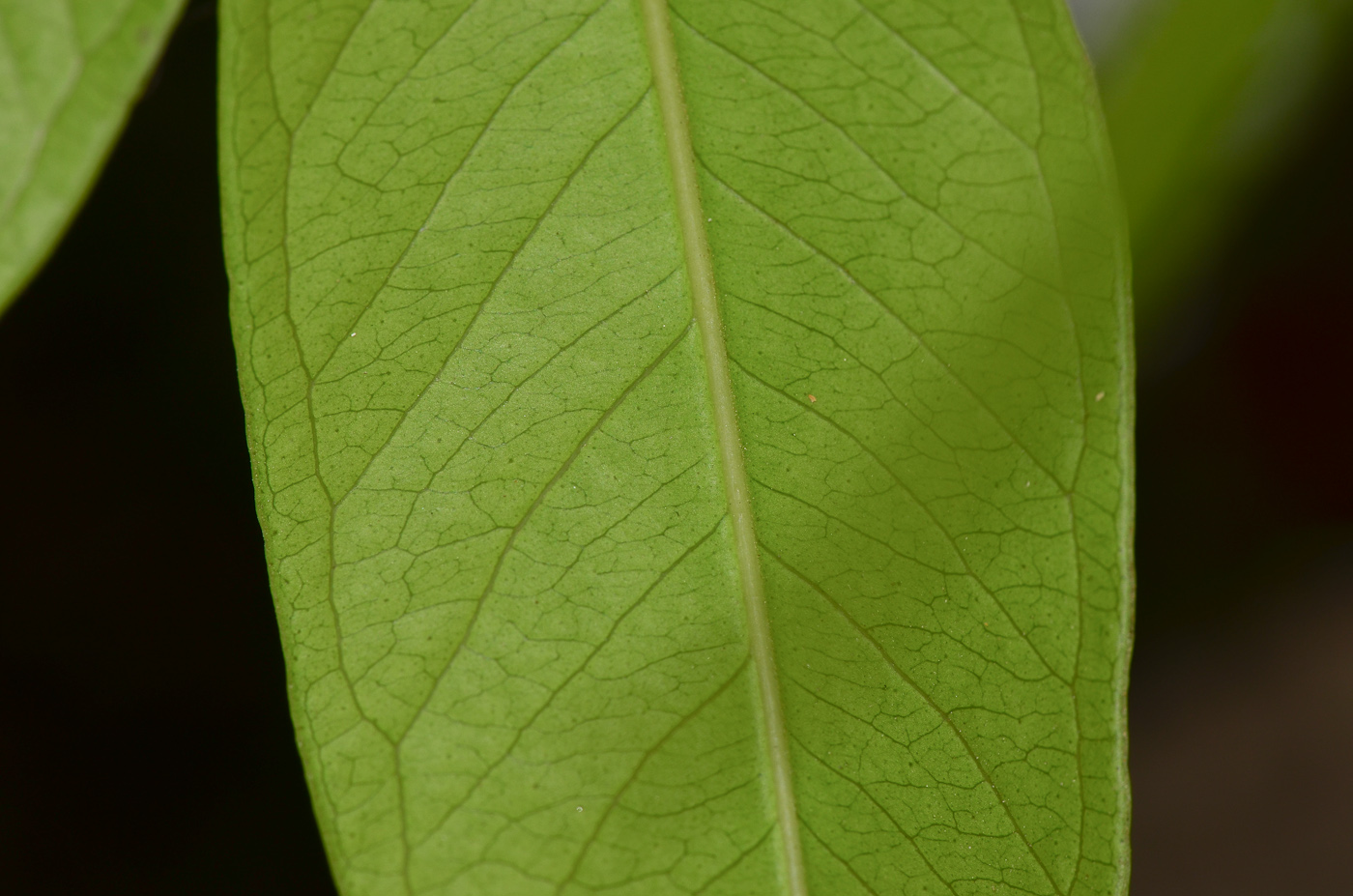 Image of Syzygium jambos specimen.