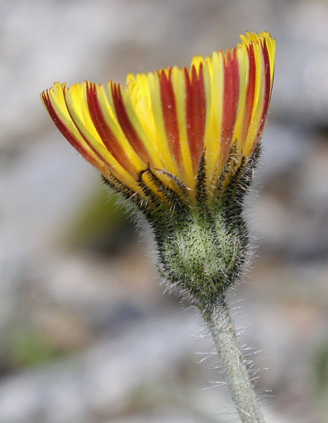 Image of genus Pilosella specimen.