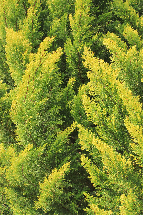 Изображение особи Cupressus macrocarpa.