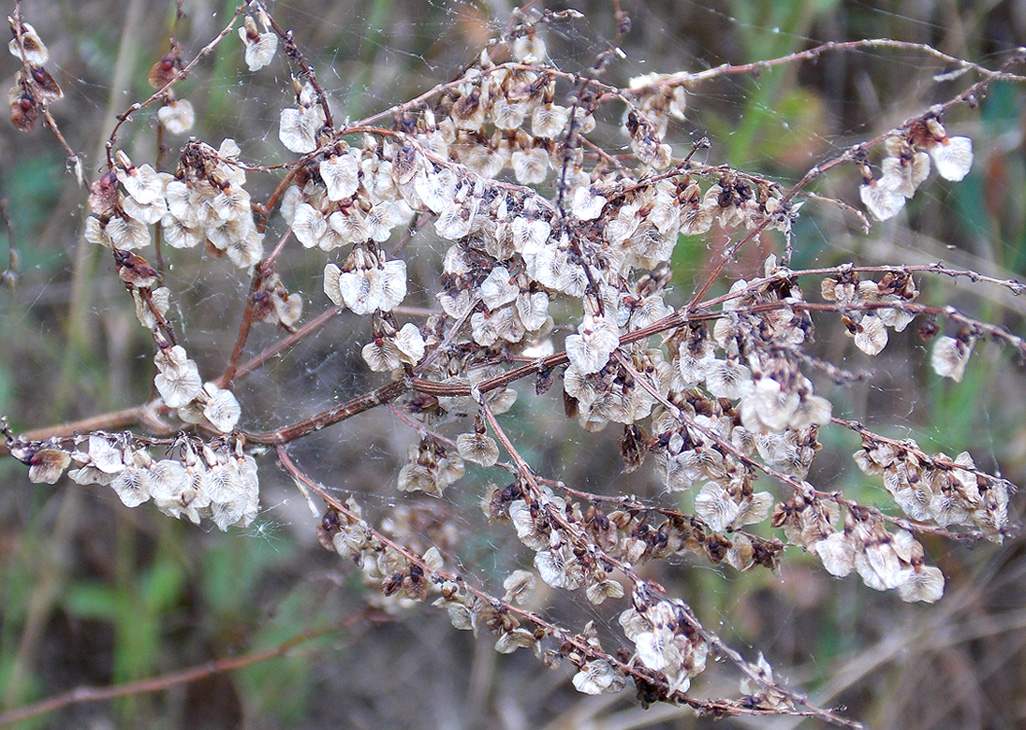 Изображение особи Rumex tuberosus.