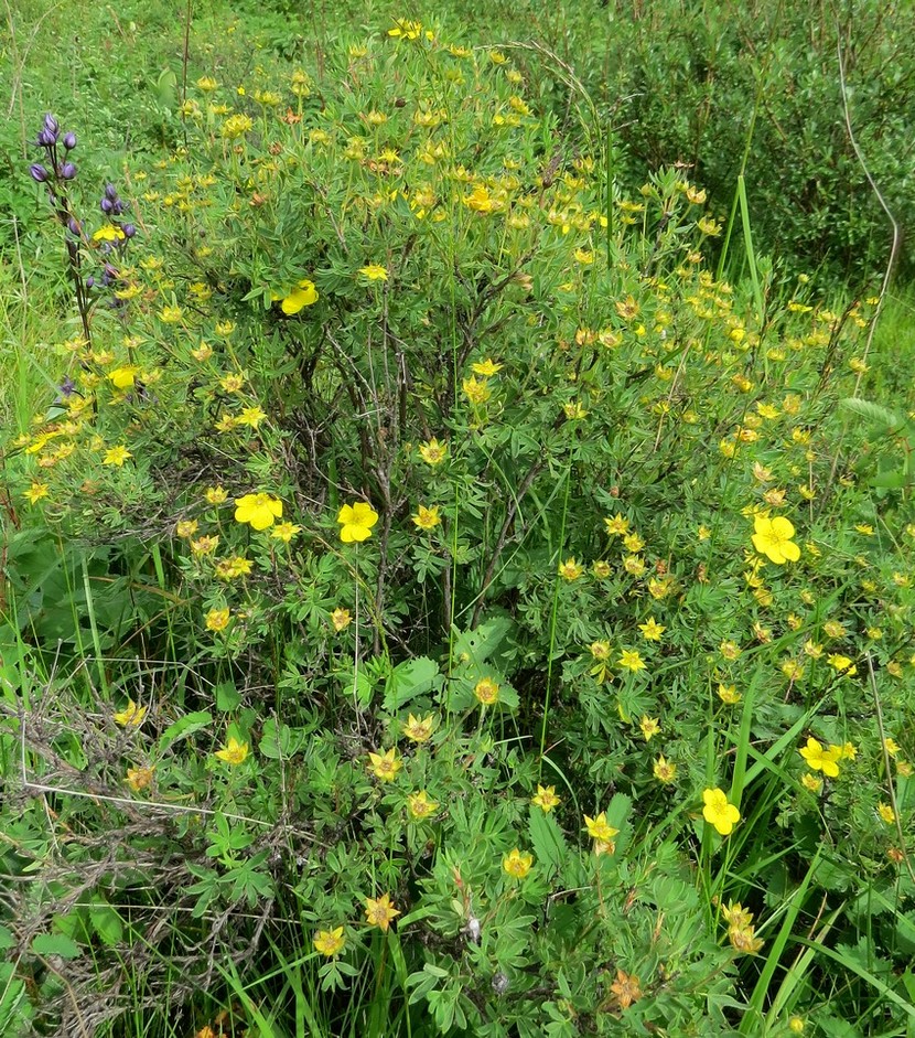 Image of Dasiphora fruticosa specimen.