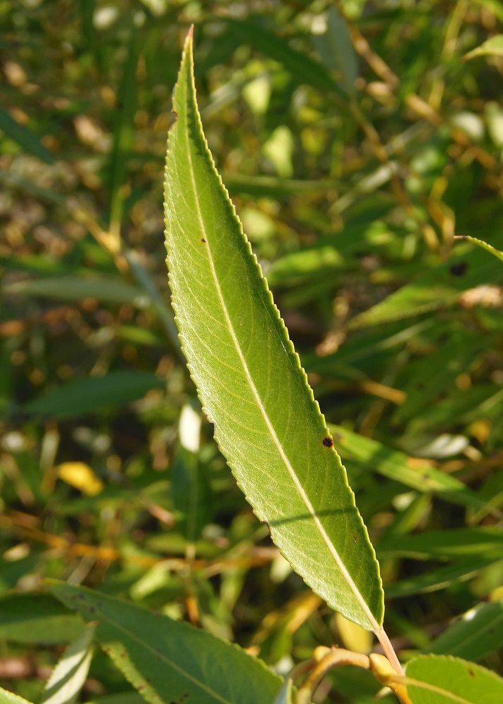 Image of Salix triandra specimen.