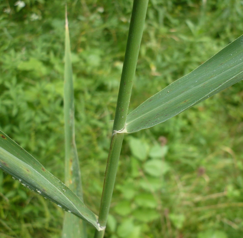 Изображение особи Phragmites australis.