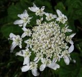 Смотреть изображение Heracleum sosnowskyi