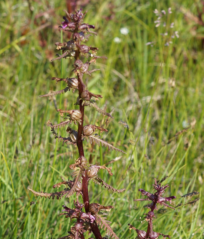 Изображение особи Pedicularis karoi.