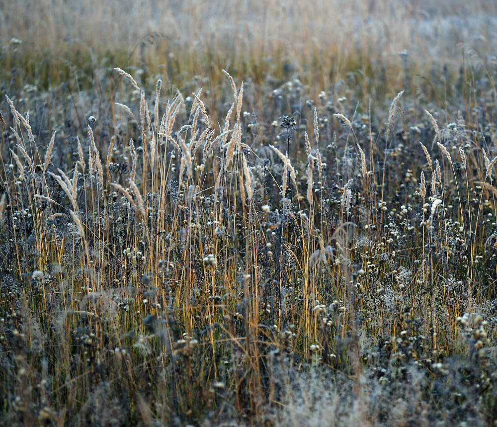 Изображение особи Calamagrostis epigeios.