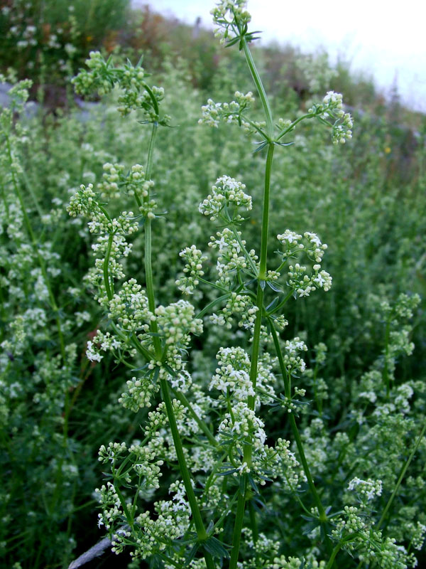 Image of Galium album specimen.