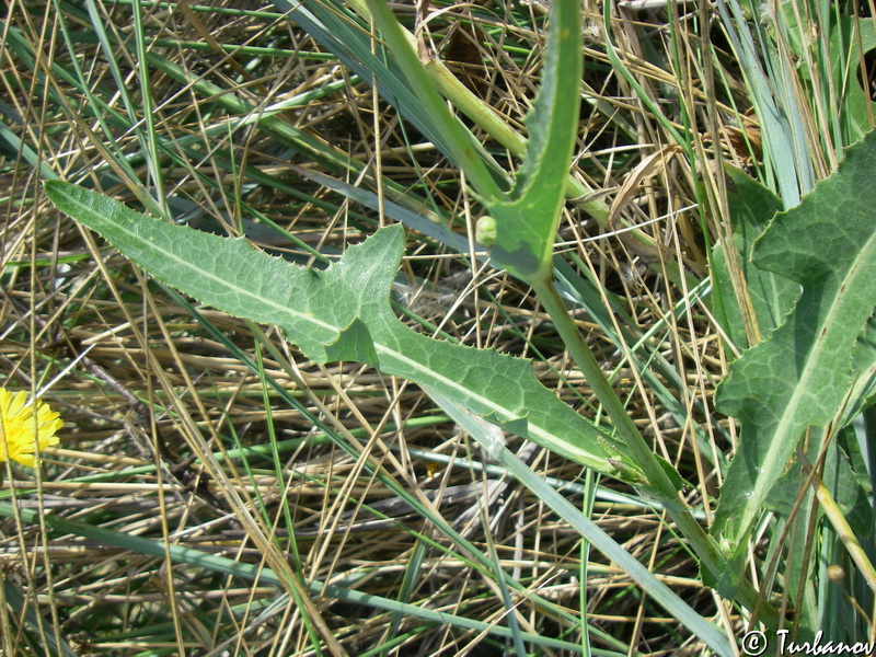 Image of Sonchus arvensis ssp. uliginosus specimen.