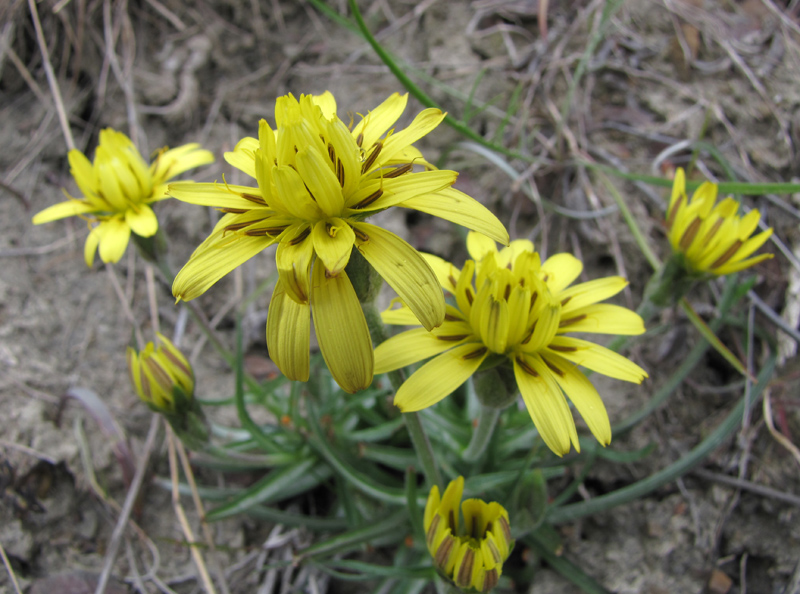 Image of Scorzonera mollis specimen.