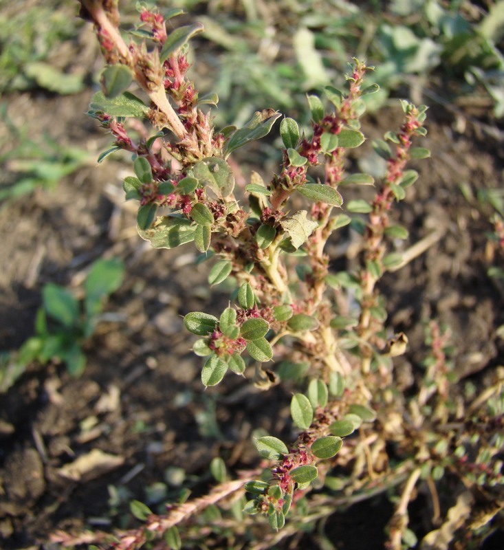 Image of Amaranthus albus specimen.