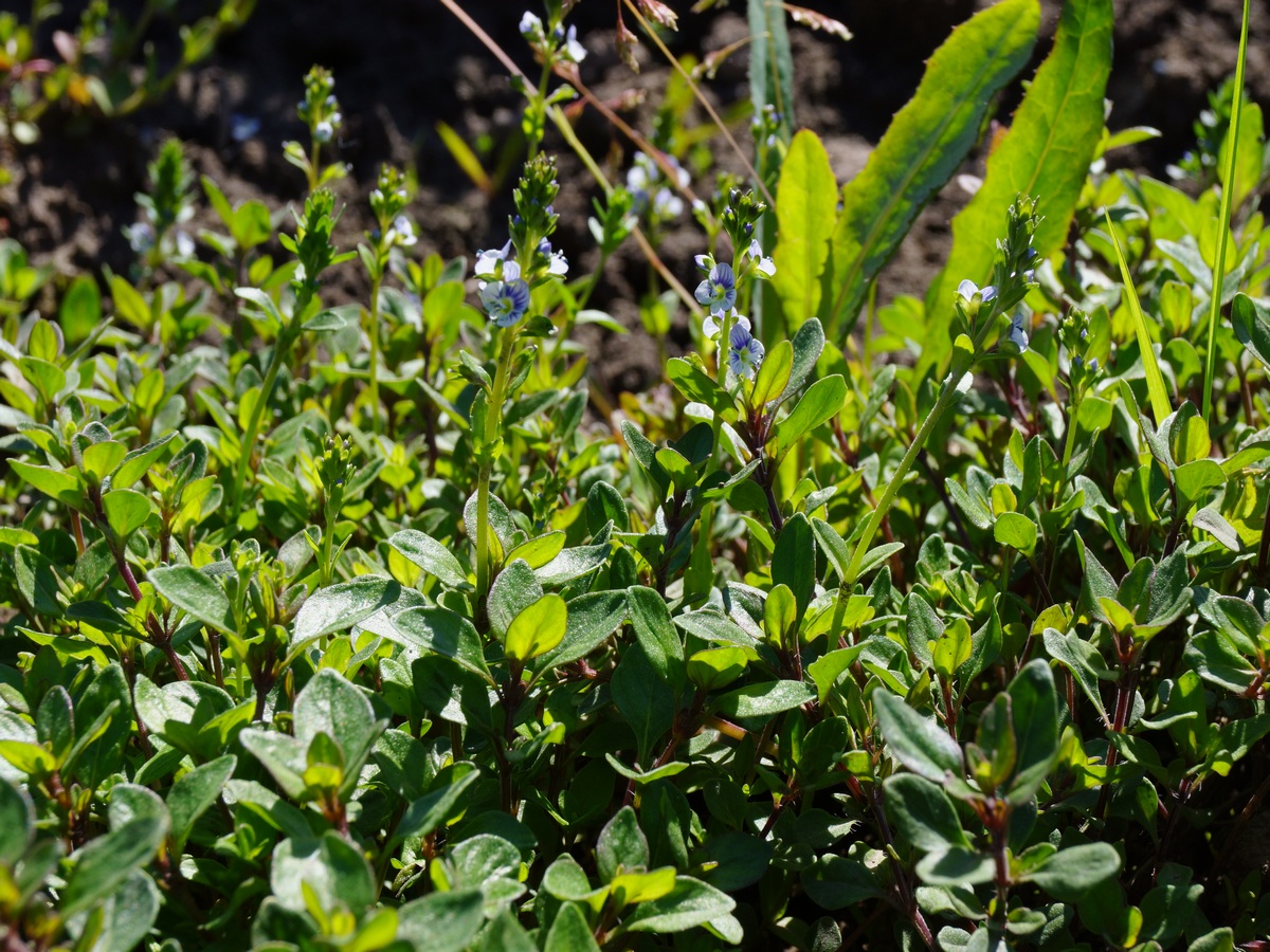 Image of Veronica serpyllifolia specimen.