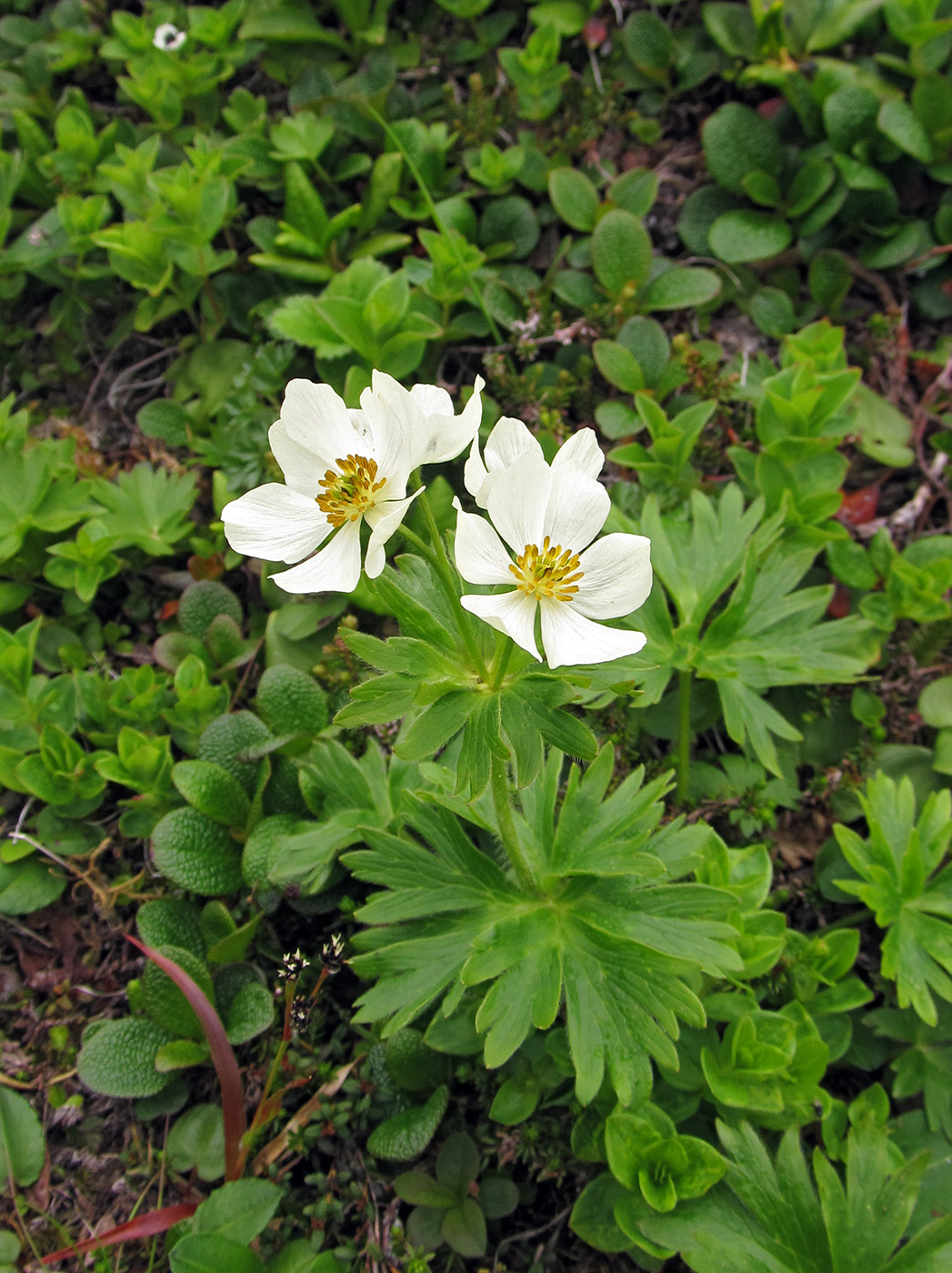 Image of Anemonastrum villosissimum specimen.