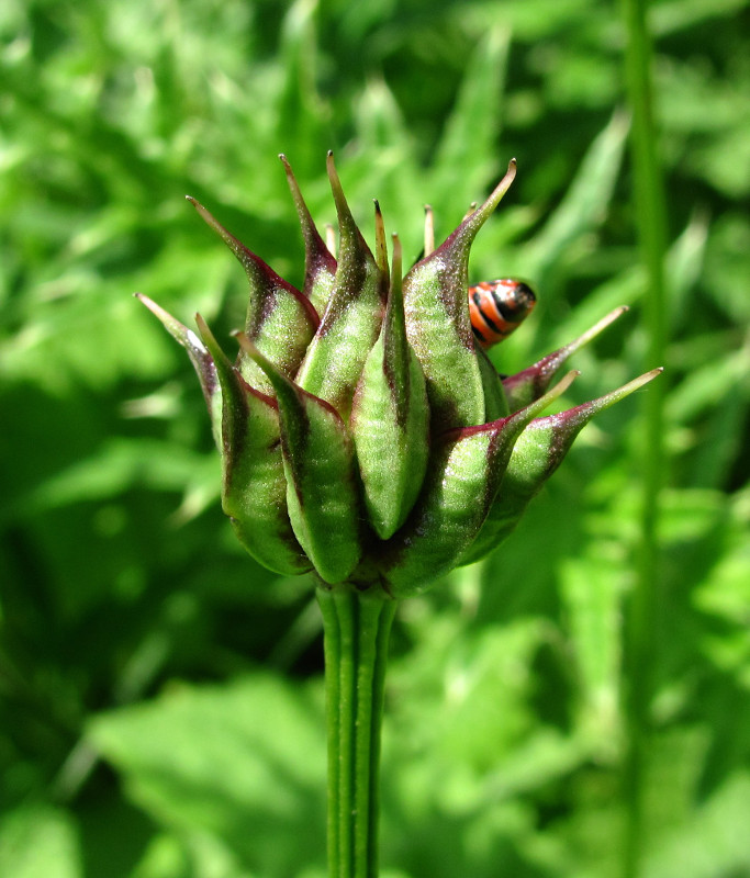 Image of Trollius ranunculinus specimen.