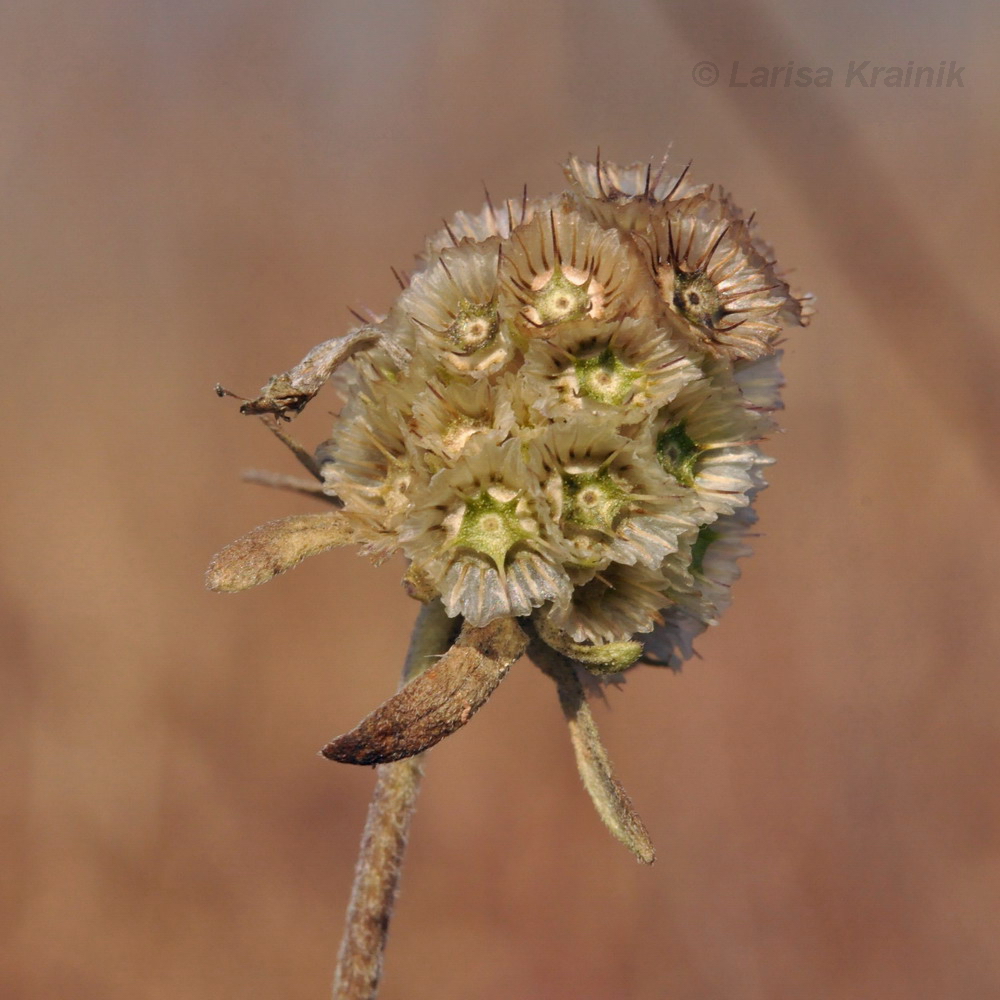 Image of Scabiosa lachnophylla specimen.