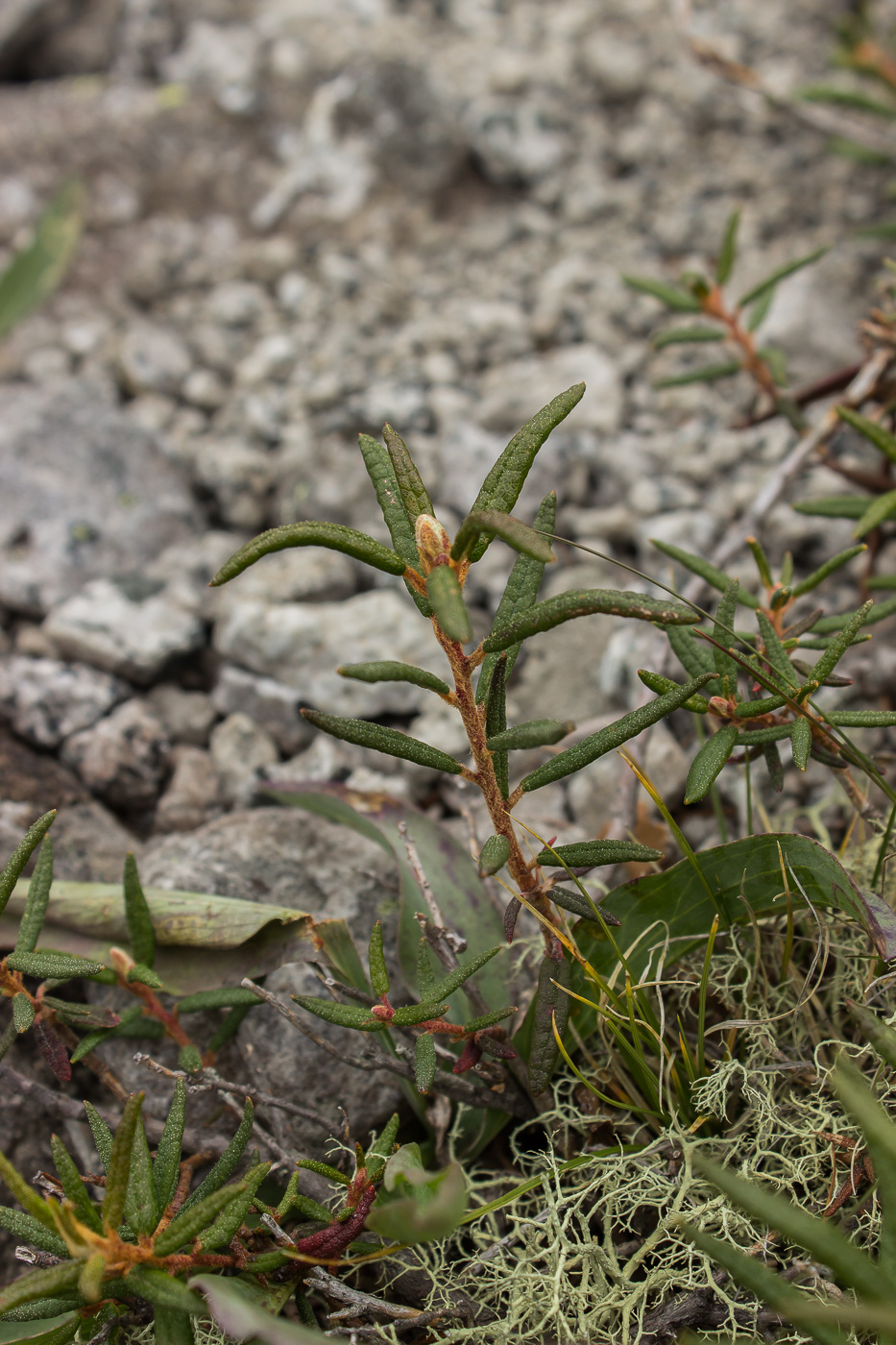 Image of Ledum palustre specimen.