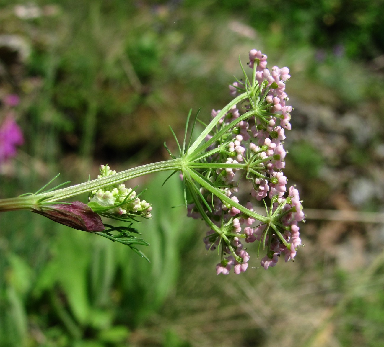 Image of Carum meifolium specimen.