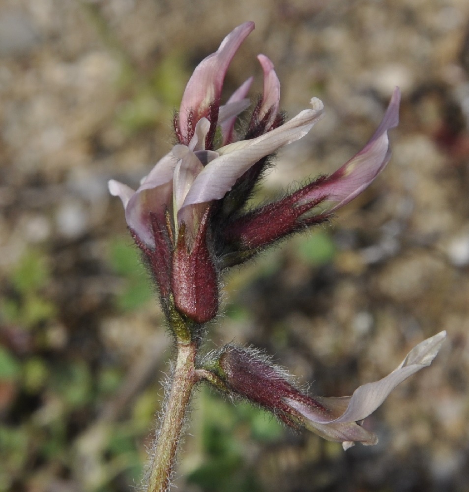 Image of Astragalus suberosus ssp. haarbachii specimen.