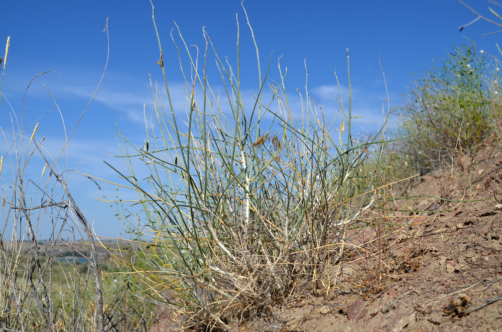 Image of familia Fabaceae specimen.