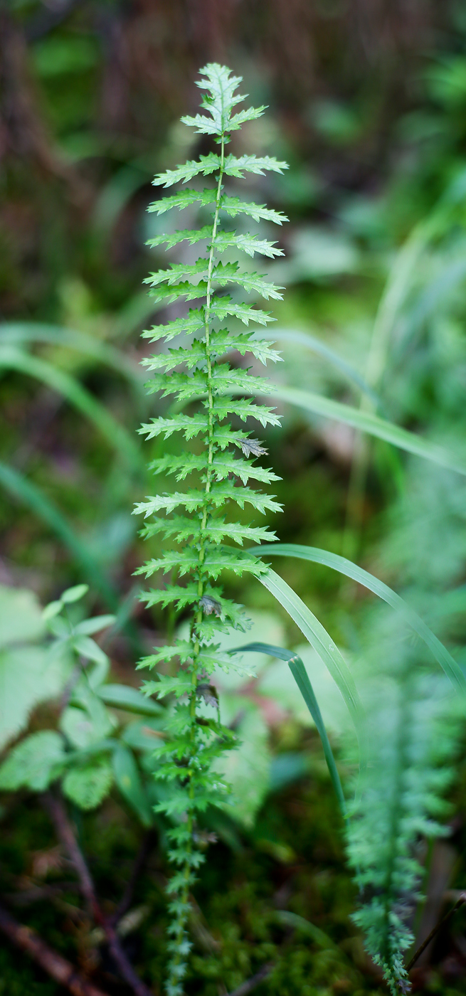 Image of Filipendula vulgaris specimen.