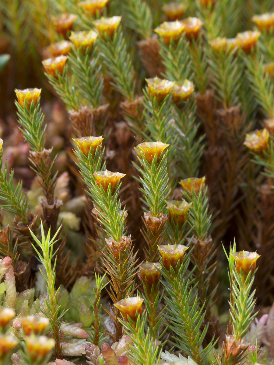 Изображение особи Polytrichum strictum.