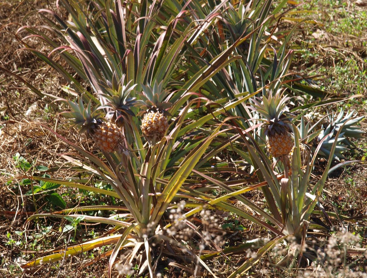 Image of Ananas comosus specimen.